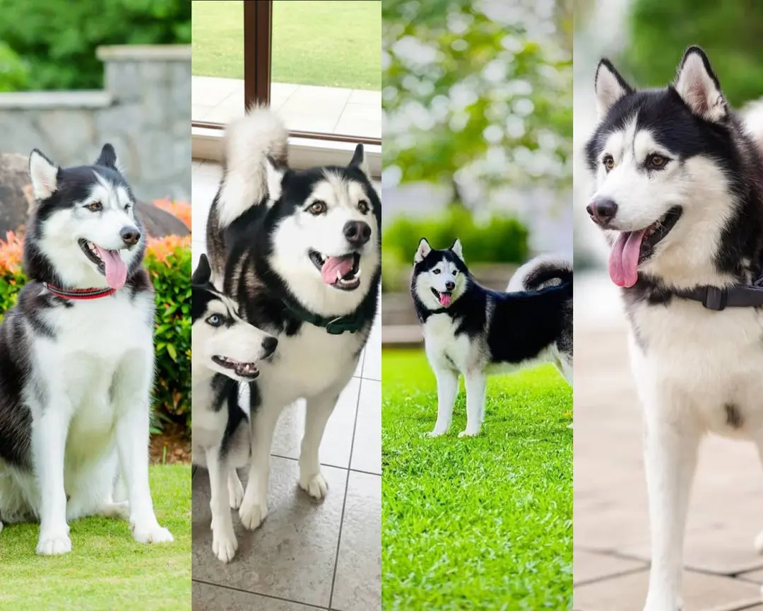Kids with Husky